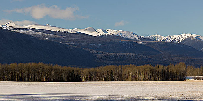 树,积雪,山,背景,公路,不列颠哥伦比亚省,加拿大