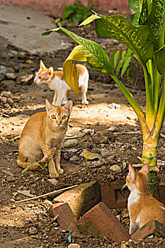 缅甸,曼德勒,骨头,寺院,猫