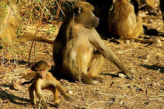 大狒狒,豚尾狒狒,坐,树林,乔贝国家公园,博茨瓦纳