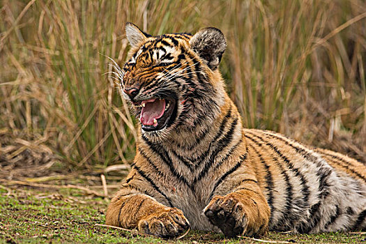 孟加拉,印度虎,虎,休息,草,地面,拉贾斯坦邦,国家公园,印度,亚洲