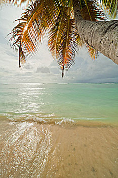 棕榈树,海洋,多巴哥岛