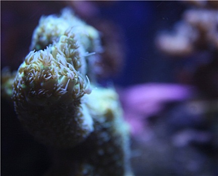 珊瑚,场景