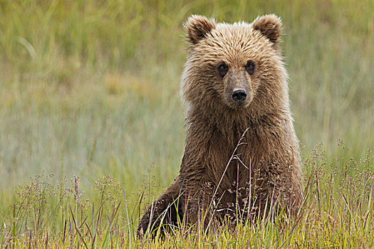 棕熊,克拉克湖,国家公园,阿拉斯加,美国