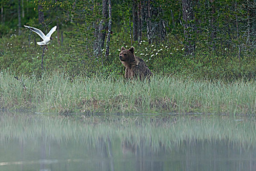 棕熊,湖,北方,卡瑞里亚,芬兰,欧洲