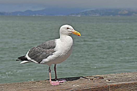 西部,海鸥,旧金山,加利福尼亚,美国