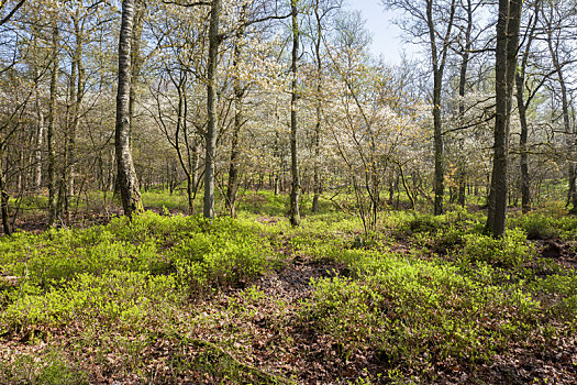 树林,橡树,蓝莓,国家公园,费吕沃,荷兰