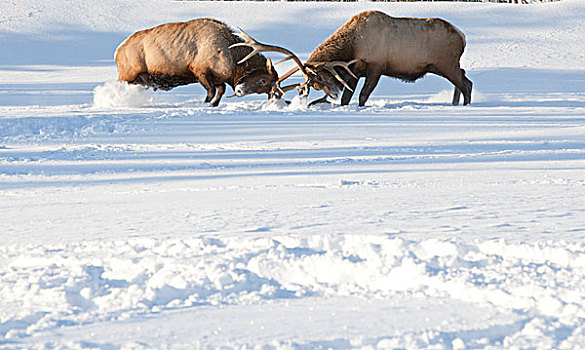 俘获,争执,季节,阿拉斯加野生动物保护中心,阿拉斯加,冬天