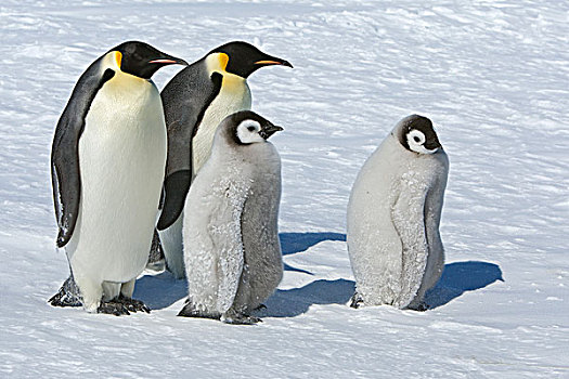 帝企鹅,一对,两个,幼禽,威德尔海,南极