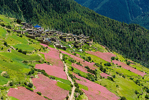 农业,风景,粉色,荞麦,地点,开花,山谷,地区,尼泊尔,亚洲