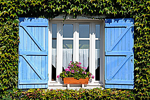 法国,卢瓦尔河地区,大西洋卢瓦尔省,房子,窗户,五叶地锦