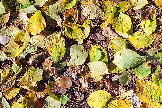 秋天,褐色,叶子,落叶松属植物,针