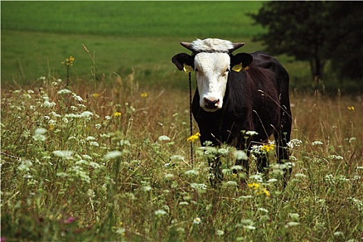 黑色,母牛,草地