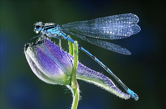 蓝尾蜻蛉,长叶异痣蟌,坐,蓝花,欧洲
