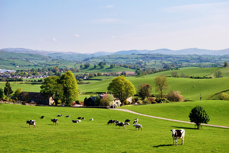 英国,地点,春天,放牧,牛,农场