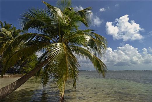 棕榈树,海滩,南,水,伯利兹暗礁,伯利兹,加勒比海,中美洲