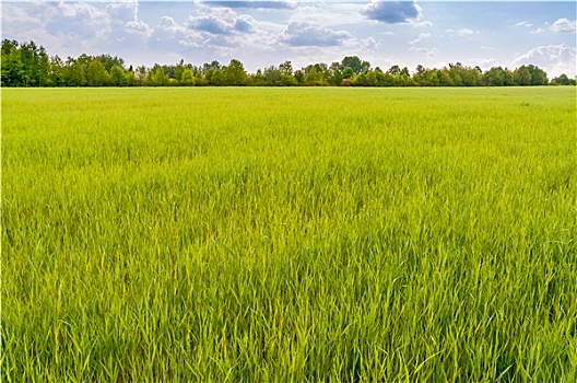 地点,绿色,小麦,阴天
