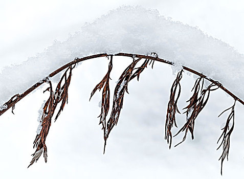冬天,自然,碎片,拱形,干燥,冰冻,草,遮盖,雪