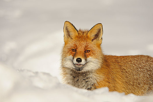 头像,红狐,狐属,冬天,大帕拉迪索国家公园,意大利
