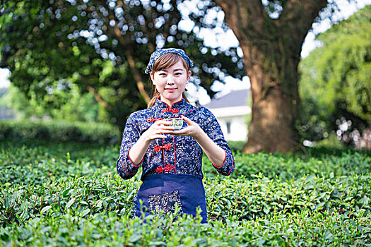 美女,亚洲人,女孩,绿茶种植园