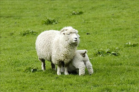 绵羊,靠近,荒野,达特姆尔高原,国家公园,德文郡,英格兰