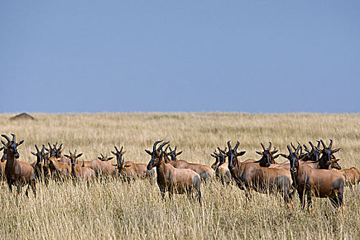 转角牛羚,牧群,马赛马拉国家保护区,肯尼亚