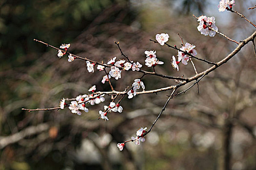 杏花,杏树