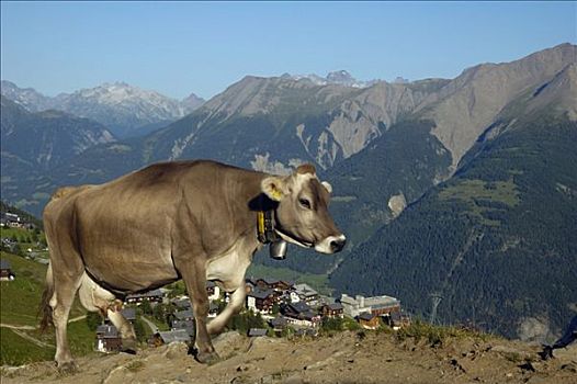 母牛,瓦莱,瑞士,欧洲