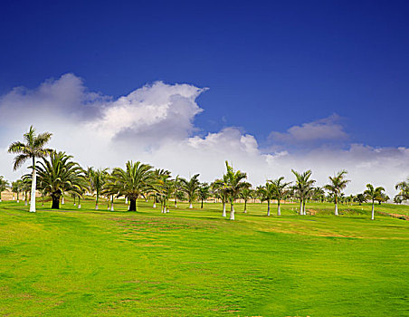大卡纳利岛,高尔夫球场,草