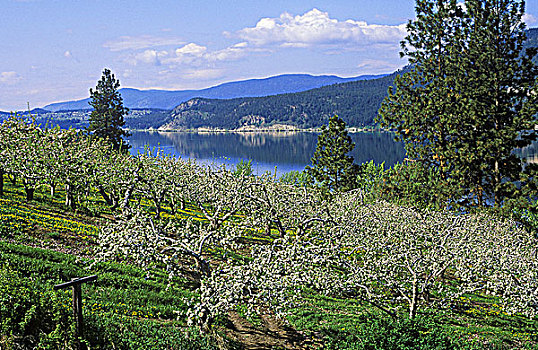 苹果园,开花,木,湖,不列颠哥伦比亚省,加拿大