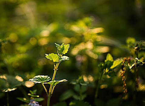 梦幻植物