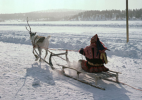 芬兰,驾驶,驯鹿,雪撬