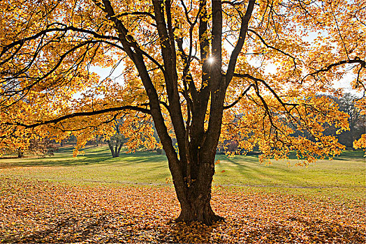 秋天,色彩,地点,枫树,公园,爱尔福特,图林根州,德国,欧洲