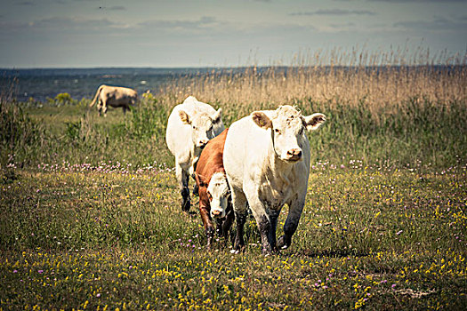 母牛,草场,海上