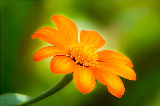 橙色,雏菊,花