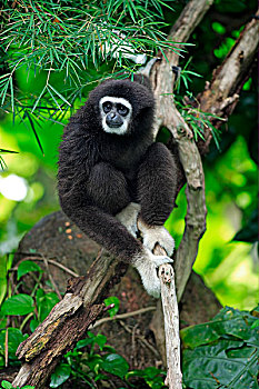 普通,长臂猿,成年,坐在树上