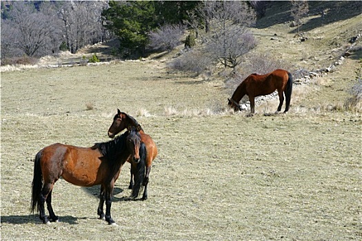 三个,褐色,马,吃,地点