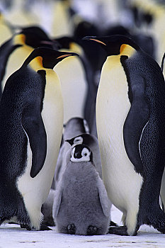 南极,帝企鹅,生物群,伴侣,幼禽