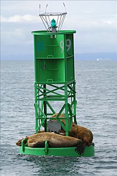 北海狮,躺着,灯光,浮漂,威廉王子湾,阿拉斯加,美国,北美