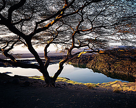 树,湖,肯尼亚