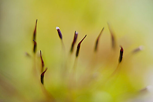 苔藓,孢子