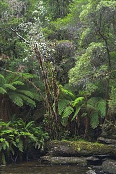 雨林,河,富兰克林,戈登,野外,国家公园,塔斯马尼亚,澳大利亚