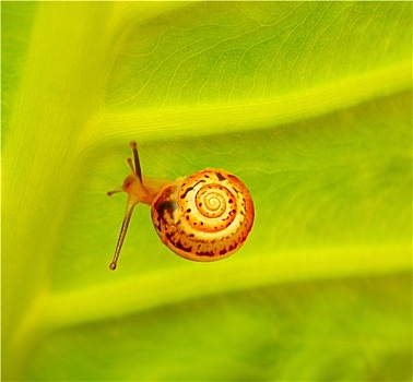 小,蜗牛