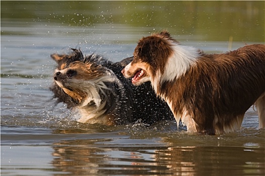 澳大利亚牧羊犬,水