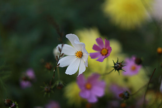 西藏,花