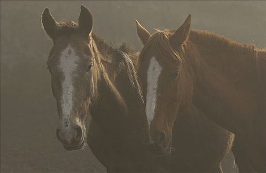家养马,马,两个,晨雾,庄园,安迪斯山脉,厄瓜多尔,南美