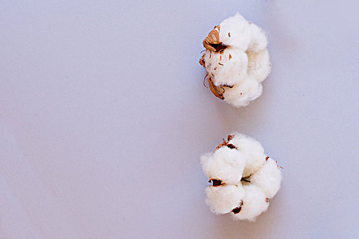 棉花,芽,蓝色背景,两个,白色,花蕾,背景,留白