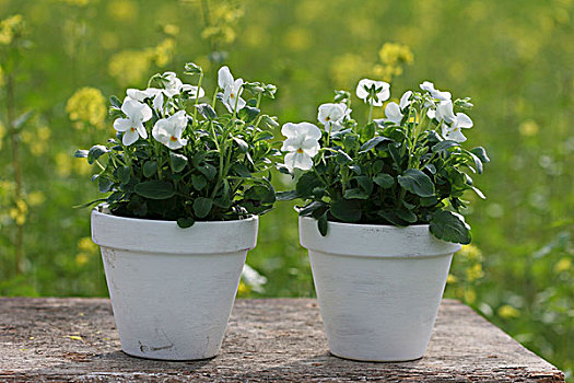两个,白色,植物,花盆