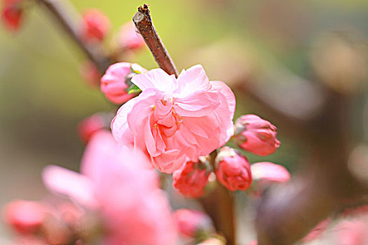 春天盛开的红色梅花