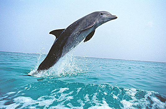 宽吻海豚,成年,跳跃,洪都拉斯
