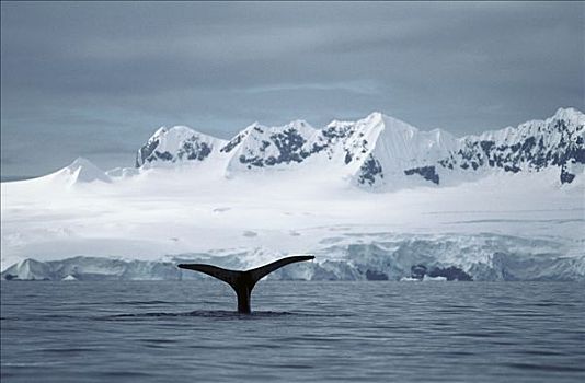 驼背鲸,大翅鲸属,鲸鱼,南极